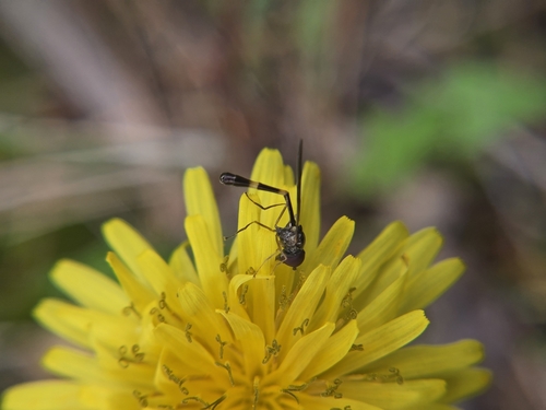 Unknown species found near West Glacier, MT 59936, USA