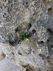 Limonium wrightii wrightii