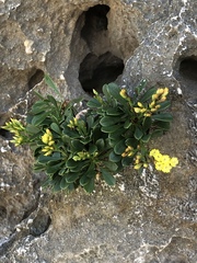 Limonium wrightii wrightii