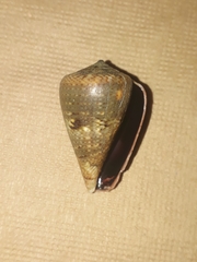 Conus papilliferus