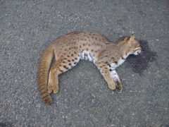 Rusty-Spotted Cat photo 4