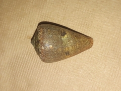 Conus papilliferus