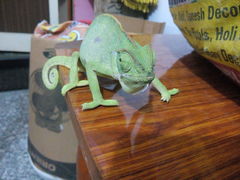 Chamaeleo zeylanicus