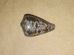 Conus papilliferus