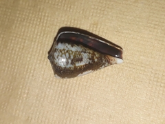 Conus papilliferus