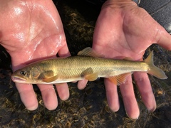 Plecoglossus altivelis