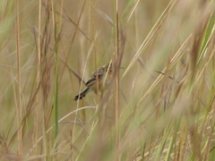 Cisticola juncidis