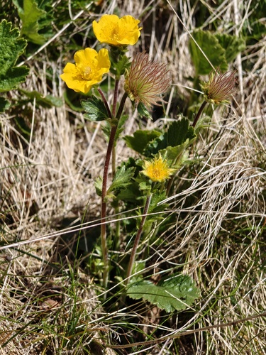 Geum montanum (Geum montanum)