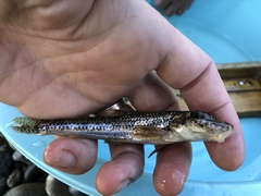 Pseudogobio esocinus