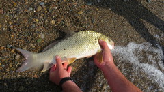 Carpiodes cyprinus