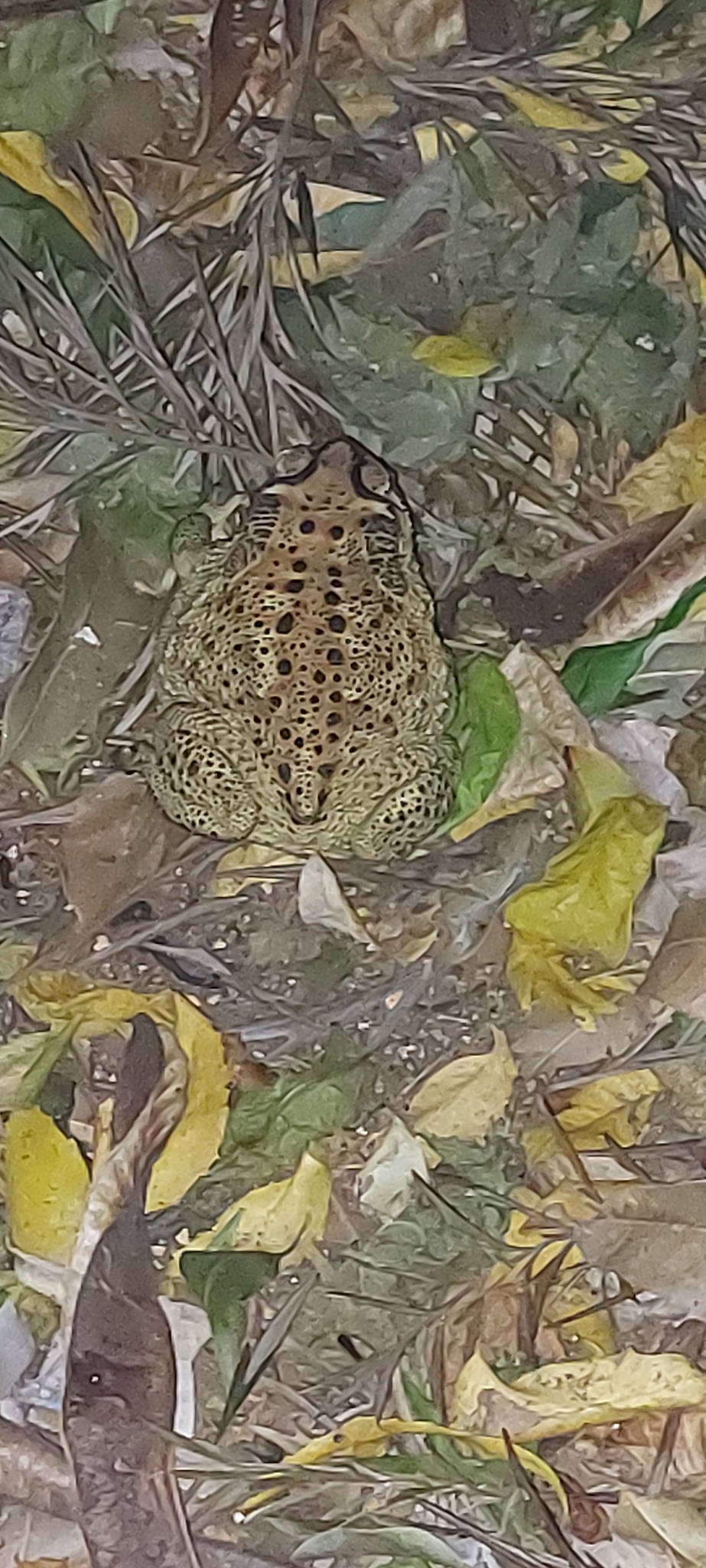 Indian Common True Toad