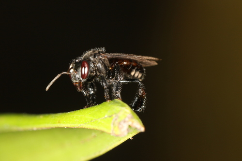 Guianan Stingless Bee