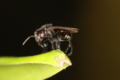 Guianan Stingless Bee