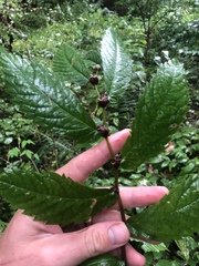 Elatostema involucratum