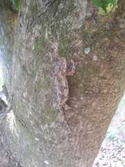 Bradypodion caeruleogula