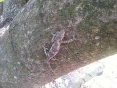 Bradypodion caeruleogula