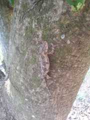 Bradypodion caeruleogula