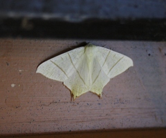 Ourapteryx sambucaria