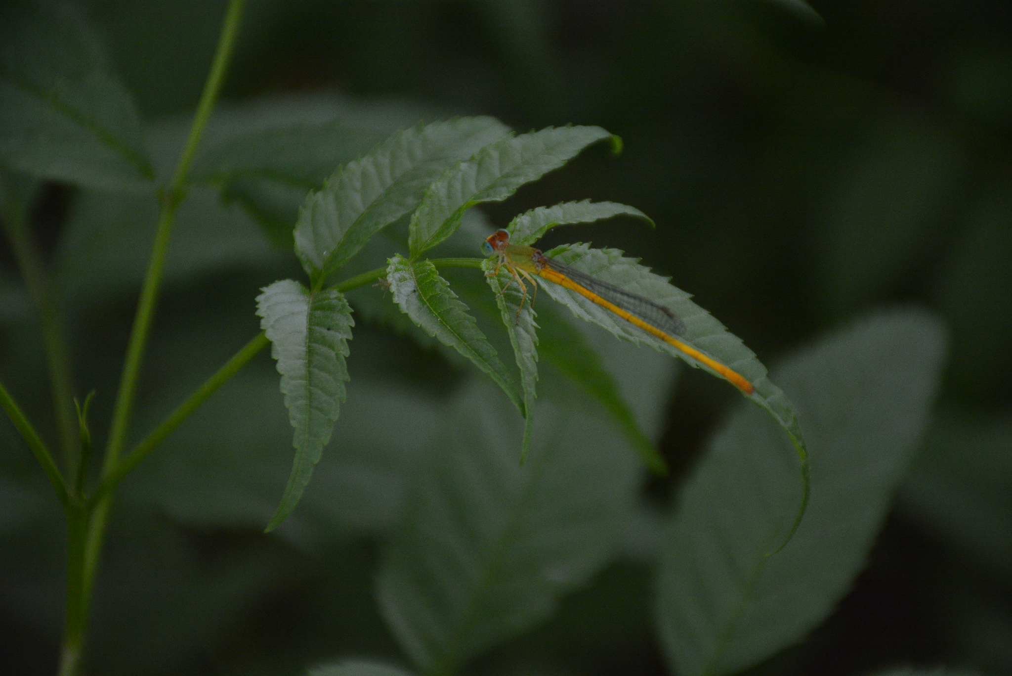 Coromandel Marsh Dart