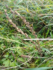 Odontites vernus