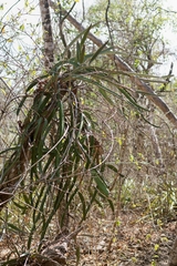 Selenicereus costaricensis