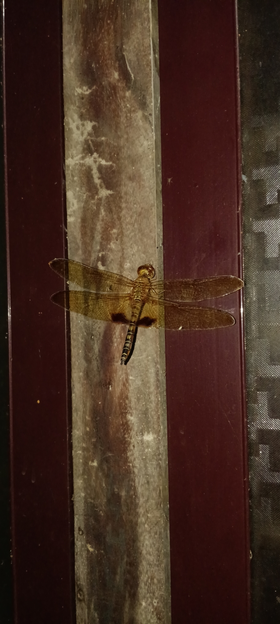 Amber-Winged Marsh Glider