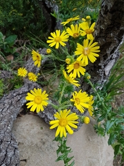 Senecio oederiifolius