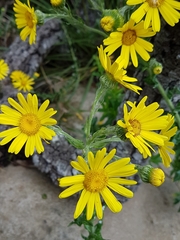 Senecio oederiifolius