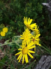 Senecio oederiifolius