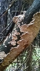 Cylindrobasidium evolvens