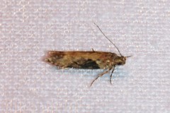 Scrobipalpa costella