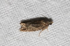 Epinotia nisella