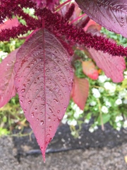 Amaranthus hypochondriacus