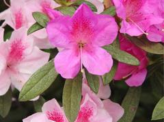 Rhododendron × pulchrum