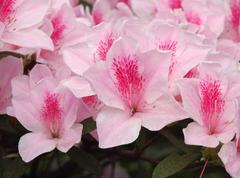 Rhododendron × pulchrum