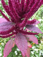 Amaranthus hypochondriacus