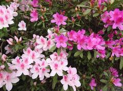 Rhododendron × pulchrum