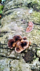Cyphellaceae
