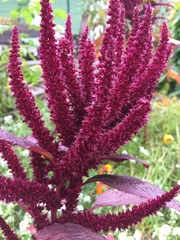 Amaranthus hypochondriacus