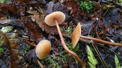 Agaricales