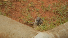 Passer domesticus