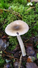 Amanita