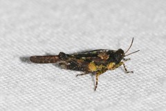 Tetrix ceperoi