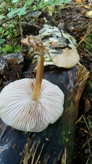 Agaricales