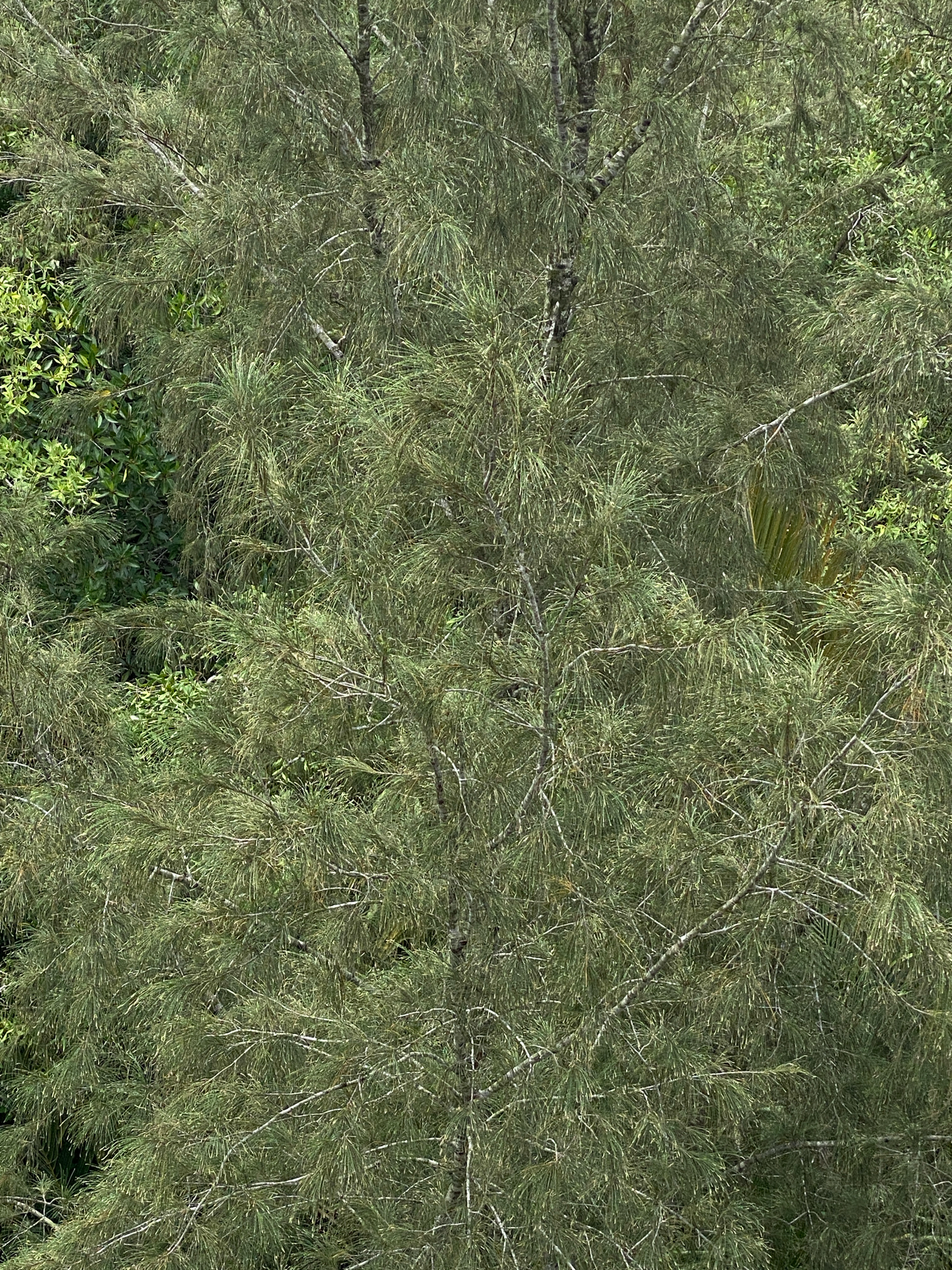Casuarina equisetifolia — ảnh 3