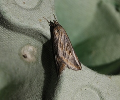 Chesias legatella