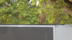 Turdus leucomelas
