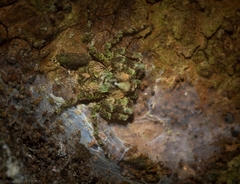 Stephanopis carcinoides