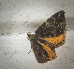 Chrysolarentia phaedra