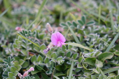 Tephrosia obovata